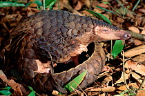 Malayan / Javan / Sunda Pangolin (Manis javanica) portrait. Mulhouse Zoo, France. Endemic to Thailand, Burma, Indonesia and other South-East Asian localities. Endangered due to hunting for the Chinese...