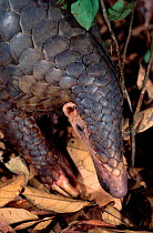 Malayan / Javan / Sunda Pangolin (Manis javanica) portraits. Mulhouse Zoo, France. Endemic to Thailand, Burma, Indonesia and other South-East Asian localities. Endangered due to hunting for the Chines...