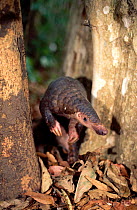 Malayan / Javan / Sunda Pangolin (Manis javanica). Mulhouse Zoo, France. Endemic to Thailand, Burma, Indonesia and other South-East Asian localities. Endangered due to hunting for the Chinese traditio...