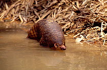 Malayan / Javan / Sunda Pangolin (Manis javanica) in water. Mulhouse Zoo, France. Endemic to Thailand, Burma, Indonesia and other South-East Asian localities. Endangered due to hunting for the Chinese...
