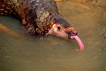 Malayan / Javan / Sunda Pangolin (Manis javanica) using long tongue to drink water. Mulhouse Zoo, France. Endemic to Thailand, Burma, Indonesia and other South-East Asian localities. Endangered due to...