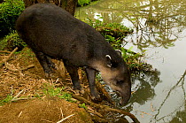 Baird's Tapir (Tapirus bairdii) by water. Captive. La Marina Wildlife Rescue Center, Costa Rica.