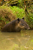Baird's Tapir (Tapirus bairdii) in water. Captive. La Marina Wildlife Rescue Center, Costa Rica.