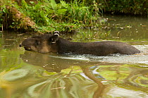 Baird's Tapir (Tapirus bairdii) in water. Captive. La Marina Wildlife Rescue Center, Costa Rica.
