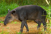 Baird's Tapir (Tapirus bairdii) in profile. Captive. La Marina Wildlife Rescue Center, Costa Rica.