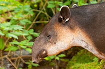 Baird's Tapir (Tapirus bairdii) head in profile. Captive. La Marina Wildlife Rescue Center, Costa Rica.