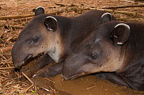 Baird's Tapirs (Tapirus bairdii) resting. Captive. La Marina Wildlife Rescue Center, Costa Rica.
