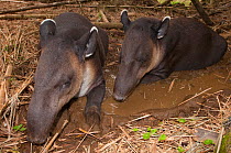 Baird's Tapir (Tapirus bairdii) resting. Captive. La Marina Wildlife Rescue Center, Costa Rica.