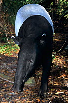 Malayan Tapir (Tapirus indicus). Captive. Endemic to tropical lowland forests of South East Asia. Mulhouse Zoo, France.