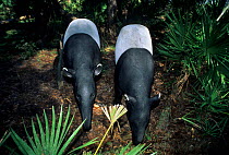 Malayan Tapirs (Tapirus indicus). Captive. Endemic to tropical lowland forests of South East Asia. Mulhouse Zoo, France.