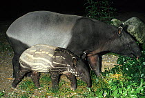 Malayan Tapir (Tapirus indicus) mother with baby. Captive. Endemic to tropical lowland forests of South East Asia. Mulhouse Zoo, France.