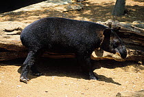 Woolly / Mountain Tapir (Tapirus pinchaque). Captive. Endangered. Medellin Zoo, Antioquia, Colombia.
