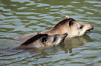 Brazilian Tapirs (Tapirus terrestris) in water. The male (foreground) is courting the female. Captive. Medellin Zoo, Antioquia, Colombia.