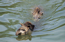 Brazilian Tapirs (Tapirus terrestris) in water. The male, behind, is courting the female. Captive. Medellin Zoo, Antioquia, Colombia.