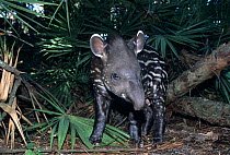 Brazilian Tapir (Tapirus terrestris) baby portrait. Captive. Medellin Zoo, Antioquia, Colombia.