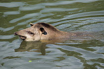 Brazilian Tapir (Tapirus terrestris) swimming. Captive. Medellin Zoo, Antioquia, Colombia.