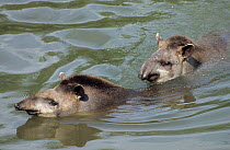 Brazilian Tapirs (Tapirus terrestris) in water. The male at the rear is courting the female. Captive. Medellin Zoo, Antioquia, Colombia.