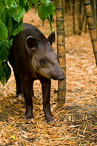 Brazilian Tapir (Tapirus terrestris) among bamboo. Captive. Medellin Zoo, Antioquia, Colombia.