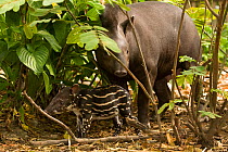 Brazilian Tapir (Tapirus terrestris) mother with baby. Captive. Medellin Zoo, Antioquia, Colombia.