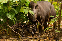 Brazilian Tapir (Tapirus terrestris) mother with baby. Captive. Medellin Zoo, Antioquia, Colombia.