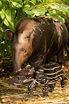 Brazilian Tapir (Tapirus terrestris) baby being watched over by its mother. Captive. Medellin Zoo, Antioquia, Colombia.