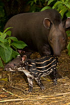 Brazilian Tapir (Tapirus terrestris) baby being watched over by its mother. Captive. Medellin Zoo, Antioquia, Colombia.