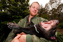 Tasmanian Devil (Sarcophilus harrisii) handled by park ranger. Captive. Gosford, New South Wales, Australia.