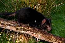 Tasmanian Devil (Sarcophilus harrisii). Captive. Gosford, New South Wales, Australia.