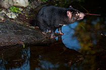 Tasmanian Devil (Sarcophilus harrisii) by water. Captive. Gosford, New South Wales.