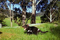 Tasmanian Devil (Sarcophilus harrisii) yawning. Captive. Gosford, New South Wales, Australia.