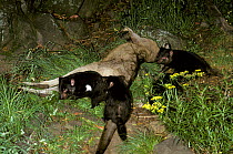 Tasmanian Devils (Sarcophilus harrisii) with dead wallaby, given to them as food. Captive. Gosford, New South Wales, Australia.