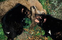 Tasmanian Devils (Sarcophilus harrisii) feeding on  dead wallaby, given to them as food. Captive. Gosford, New South Wales, Australia.