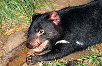 Tasmanian Devils (Sarcophilus harrisii) feeding on wallaby. Captive. Gosford, New South Wales, Australia. Not available for ringtone/wallpaper use.
