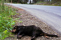 Roadkill Tasmanian Devil (Sarcophilus harrisii) by road. Gosford, New South Wales, Australia.