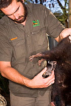 Ranger handling Tasmanian Devil (Sarcophilus harrisii) young from its mother's pouch. Captive. Gosford, New South Wales, Australia.