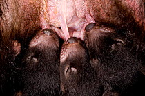 Tasmanian Devil (Sarcophilus harrisii) young suckling at their mother's pouch. Captive. Gosford, New South Wales, Australia.