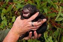 Tasmanian Devil (Sarcophilus harrisii) held in hand. Captive. Gosford, New South Wales, Australia.