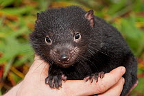 Tasmanian Devil (Sarcophilus harrisii) young being held. Captive. Gosford, New South Wales, Australia.