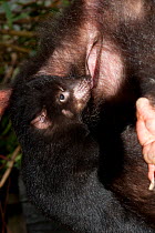 Tasmanian Devil (Sarcophilus harrisii) baby suckling its mother's pouch. Captive. Gosford, New South Wales, Australia.
