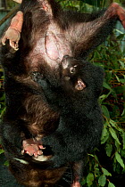 Tasmanian Devil (Sarcophilus harrisii) baby at its mother's pouch; she is being held by a park ranger. Captive. Gosford, New South Wales, Australia.