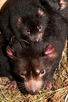 Tasmanian Devil (Sarcophilus harrisii) mother with baby on her back. Captive. Gosford, New South Wales, Australia.