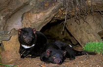 Tasmanian Devil (Sarcophilus harrisii) juveniles. Captive. Gosford, New South Wales, Australia.