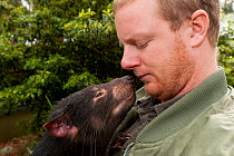 Tasmanian Devil (Sarcophilus harrisii) sniffing its handler. Captive. Gosford, New South Wales, Australia. Sequence 1 of 2.