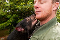 Tasmanian Devil (Sarcophilus harrisii) nibblig its handler. Captive. Gosford, New South Wales, Australia. Sequence 2 of 2.