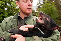 Tasmanian Devil (Sarcophilus harrisii) playing with its handler. Captive. Gosford, New South Wales, Australia.