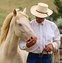 Trainer Rich Scott with Cremosso, a young male cremello Wild horse / mustang that had been rounded up from a McCullough Peak herd and put up for adoption, trainer teaching it to be led in paddock, Jul...