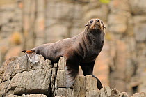 New Zealand fur seal (Arctocephalus forsteri) resting on rocks, Tasmania, Australia