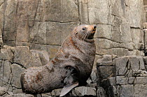 New Zealand fur seal (Arctocephalus forsteri) adult male resting on rocks, Tasmania, Australia