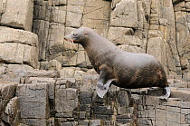 New Zealand fur seal (Arctocephalus forsteri) female resting on rocks, Tasmania, Australia