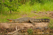 Saltwater crocodile (Crocodylus porosus) basking in sun, Queensland, Australia